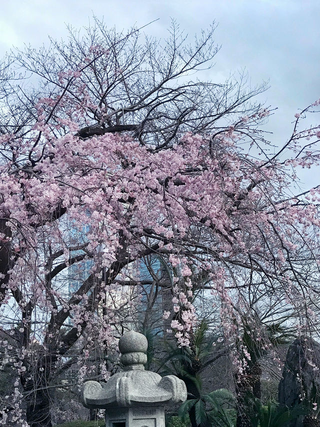 【春の夜の東京港区芝地区　田町-増上寺-東京タワー,芝公園-聖オルバン教会-麻布台、神谷町までシティウォーク。】 