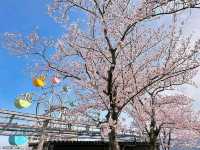 海之京都賞櫻趣，日本三景之一天橋立