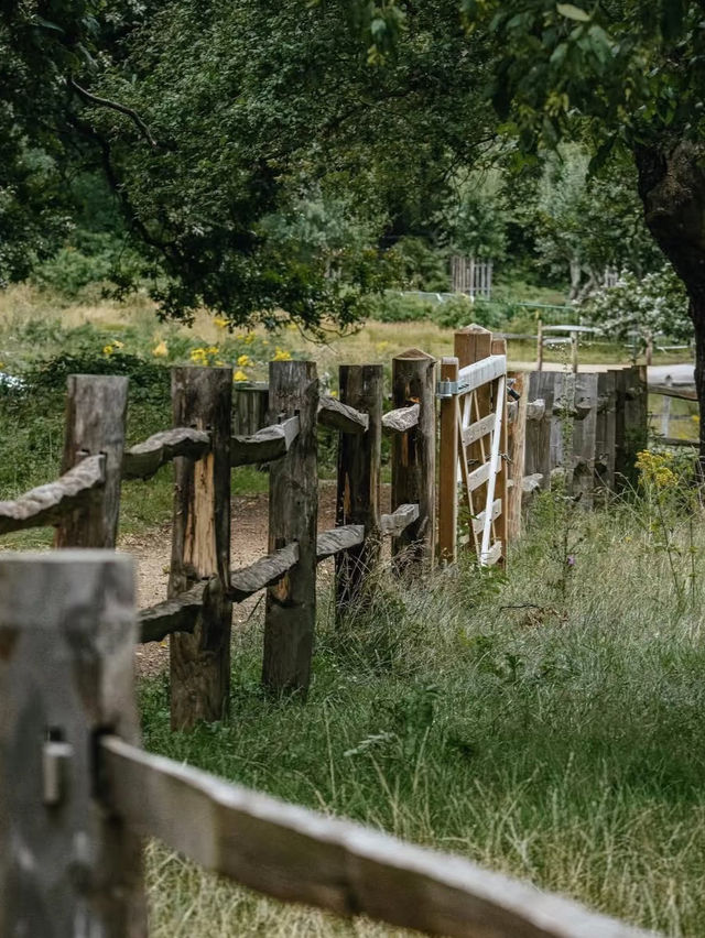 🦌 Richmond Park | A Painting Come to Life, with Deer in Blooming Gardens