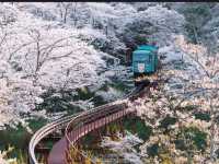 Shiraishi-gawa Tsutsumi Sakura – The Tohoku Region's Most Epic Blossom Avenue