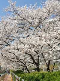 CHERRY BLOSSOMS IN FULL GLORY, THE MOST SWEETEST MOMENT