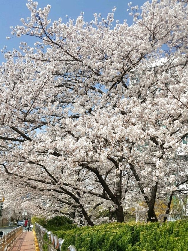 CHERRY BLOSSOMS IN FULL GLORY, THE MOST SWEETEST MOMENT