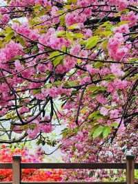 Wansan Chilbong Flower Garden: A Double Cherry Blossom Delight 🌸🌸