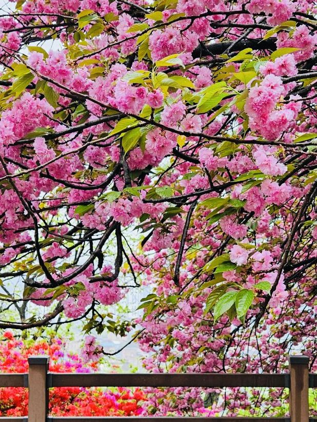 Wansan Chilbong Flower Garden: A Double Cherry Blossom Delight 🌸🌸