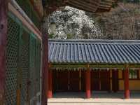 “Bulguksa Temple: Where Cherry Blossoms Embrace Timeless Tranquility”