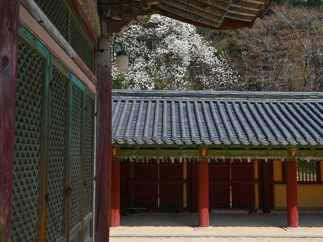 “Bulguksa Temple: Where Cherry Blossoms Embrace Timeless Tranquility”