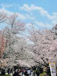 Daigoji Temple Cherry Blossoms– Kyoto’s Imperial Sakura Legacy