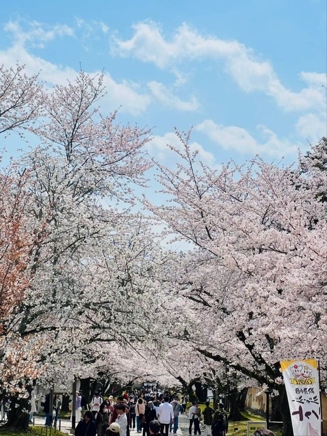 Daigoji Temple Cherry Blossoms– Kyoto’s Imperial Sakura Legacy