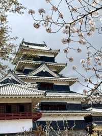 Fleeting beauty of Sakura with Matsumoto Castle