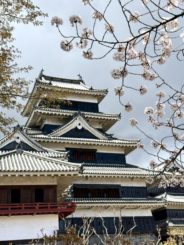 Fleeting beauty of Sakura with Matsumoto Castle