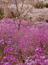 Jindallae Dongsan: A Purple Azalea Wonderland