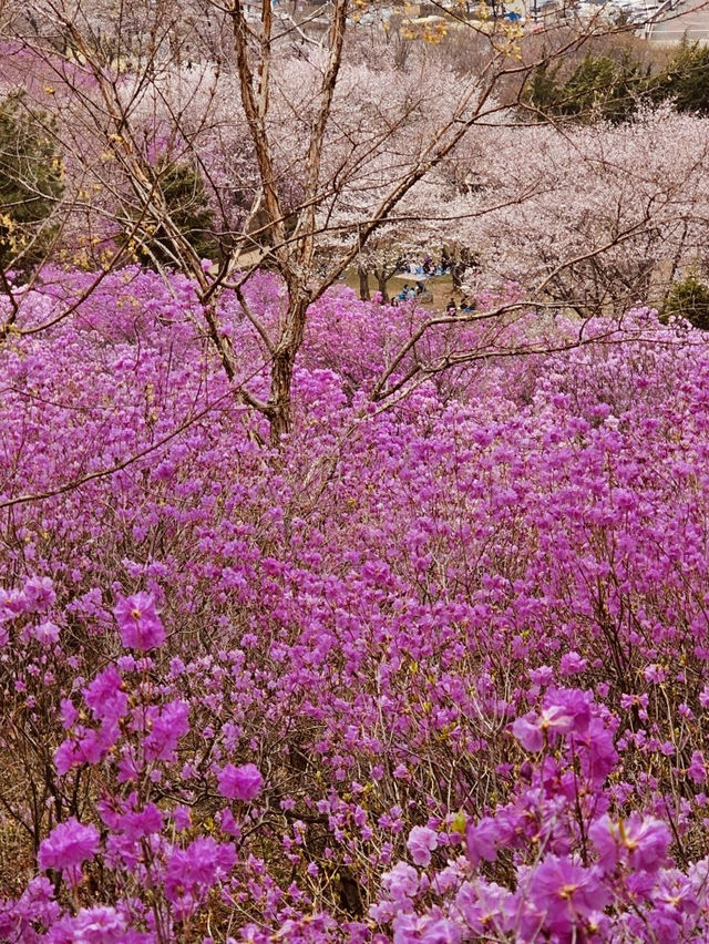 Jindallae Dongsan: A Purple Azalea Wonderland
