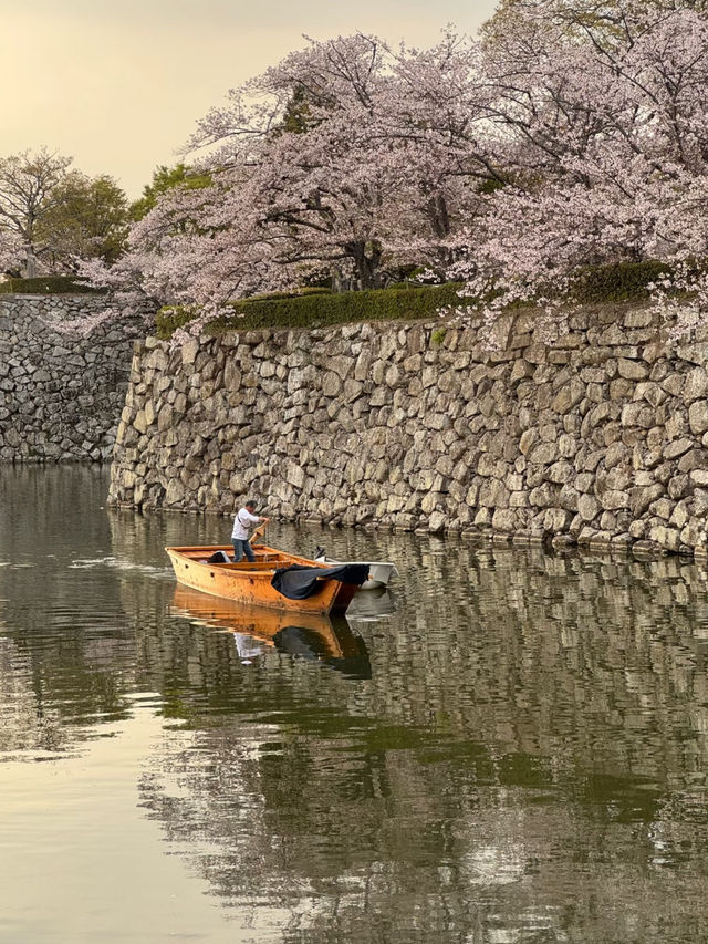 Himeji Castle Cherry Blossom Season – The Most Beautiful Angle 🌸✨
