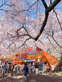 🌸 Takato Castle Ruins Cherry Blossoms – Stunning Live Photos! 🌸