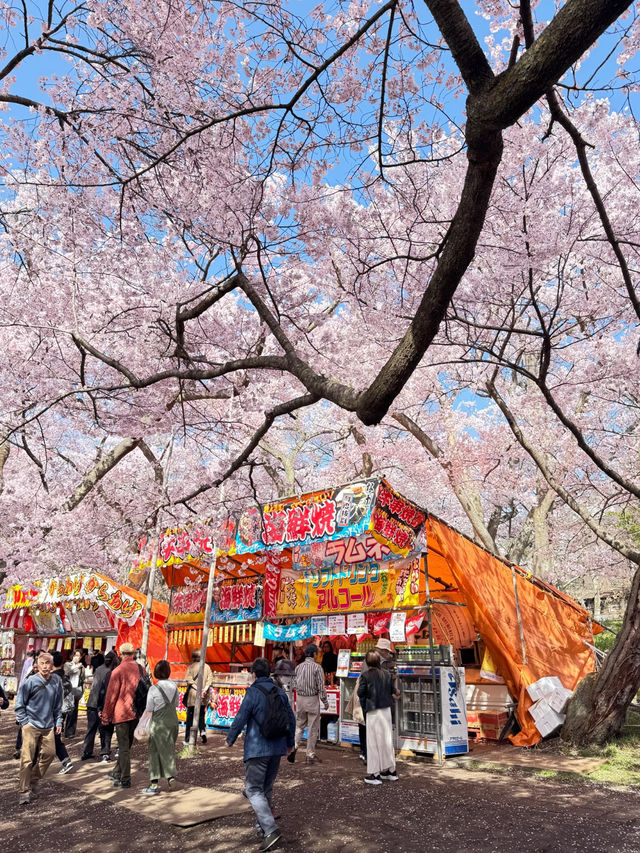 🌸 Takato Castle Ruins Cherry Blossoms – Stunning Live Photos! 🌸