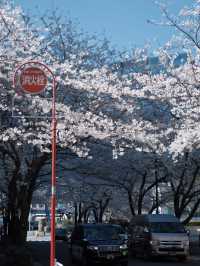 🎉Tokyo Cherry Blossom Full Bloom Off-the-Beaten-Path Route🌸