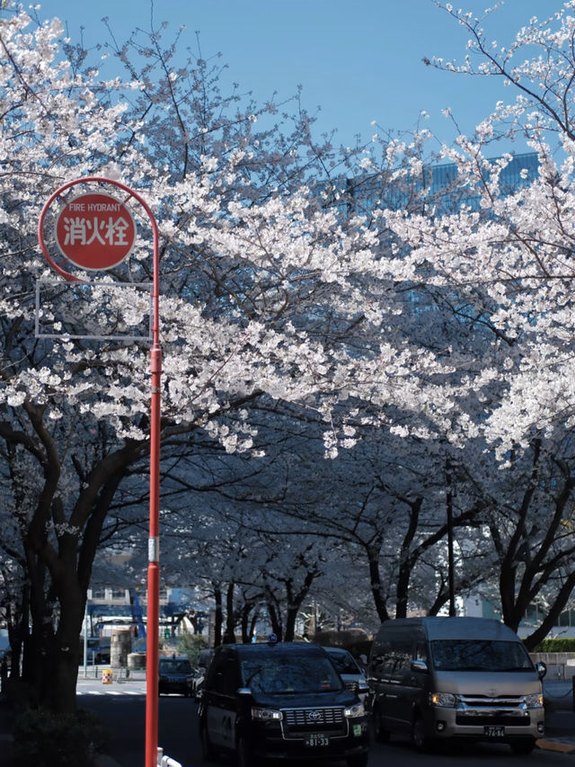 🎉Tokyo Cherry Blossom Full Bloom Off-the-Beaten-Path Route🌸