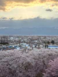 Matsumoto Kobo-yama Sakura | A Secluded Pink Paradise in the Japanese Alps