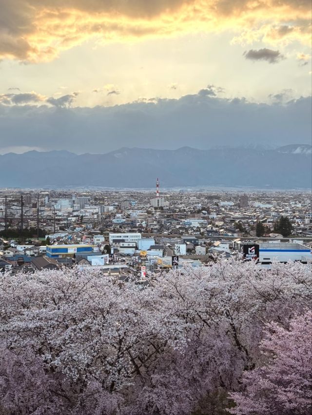 Matsumoto Kobo-yama Sakura | A Secluded Pink Paradise in the Japanese Alps