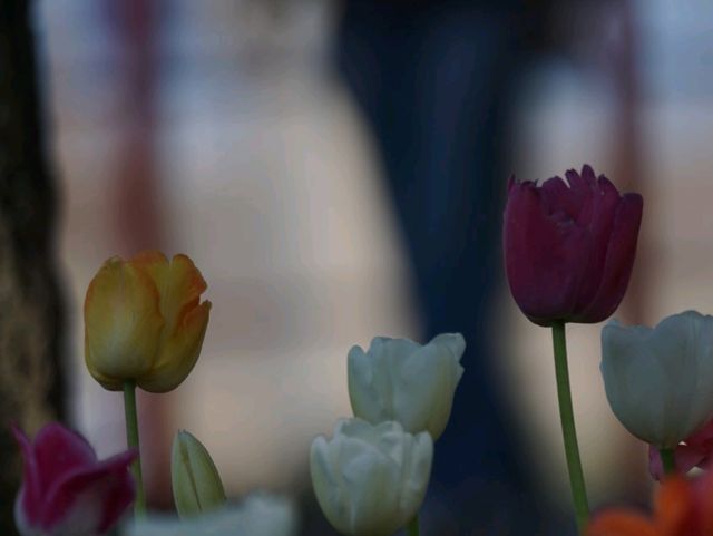 Kkotji Flower Farm in Chungcheongnamdo