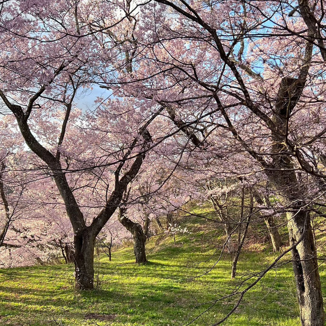 藻南公園•櫻花下的時光