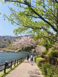 Tanuki Lake Sakura | Where Fuji Meets Floral Perfection
