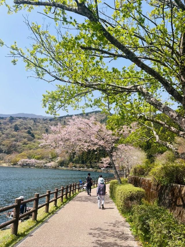 Tanuki Lake Sakura | Where Fuji Meets Floral Perfection