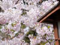 Hakone Gardens: A Springtime Escape in Saratoga