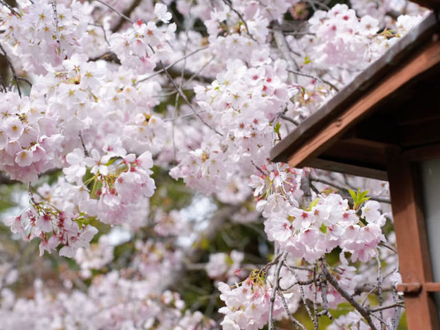 Hakone Gardens: A Springtime Escape in Saratoga