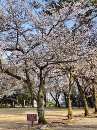 Suizenji Jojuen Garden: A Springtime Sakura Delight in Kumamoto