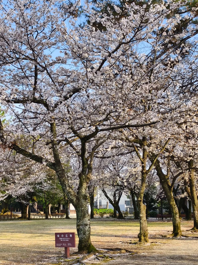 Suizenji Jojuen Garden: A Springtime Sakura Delight in Kumamoto