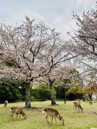 Nara’s Magic: Cherry Blossoms and Friendly Deer in Perfect Harmony