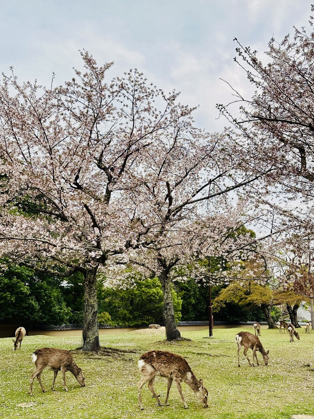 Nara’s Magic: Cherry Blossoms and Friendly Deer in Perfect Harmony