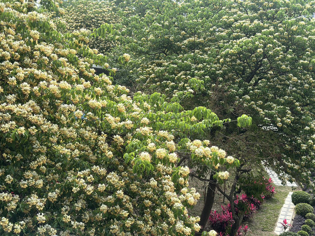 香港好去處 | 復活節賞花(下) | 櫻花 | 魚木 | 首冠藤