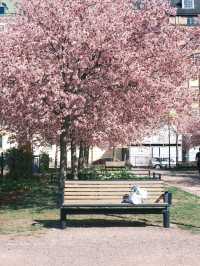 🇫🇮Helsinki Cherry Blossom Viewing Spots 🌸