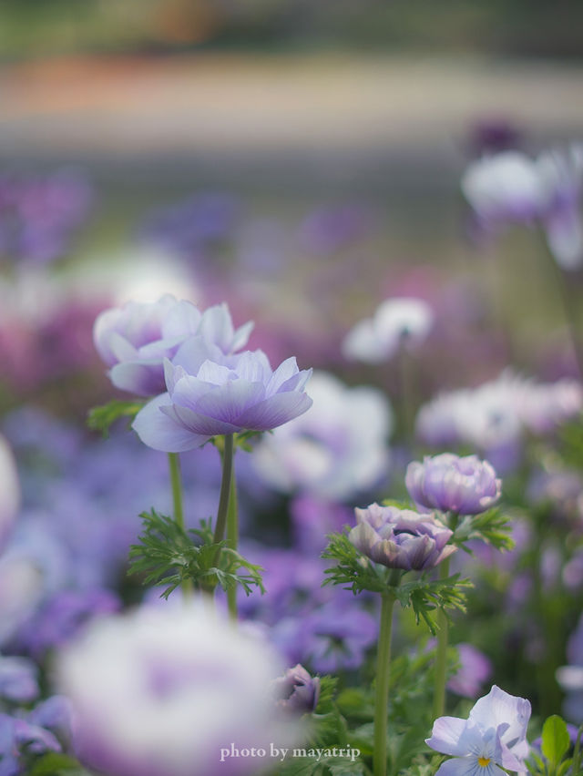GWここにいこう！花畑【三重】