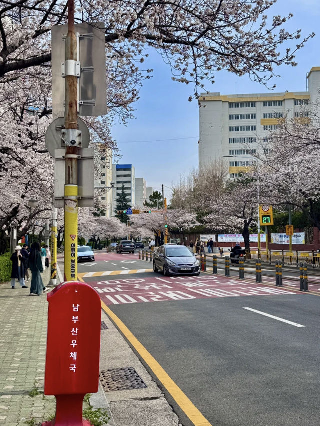 Busan’s Cherry Blossoms Are Next Level! (Travel Guide Edition)