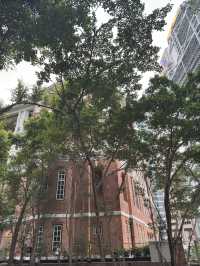 長江公園｜香港偽櫻花