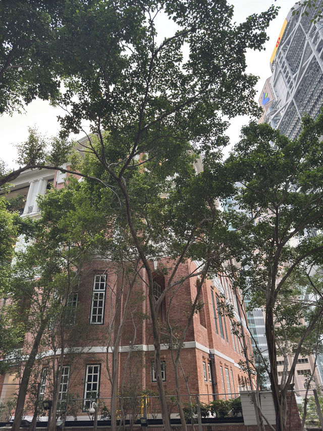 長江公園｜香港偽櫻花