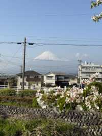Gorgeous Mount Fuji Blossom in Spring 