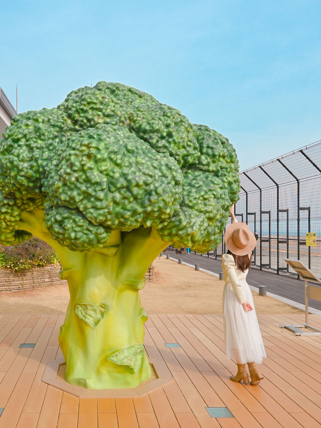 【兵庫】ブロッコリーの木の下で🥦💚