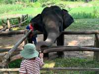 ศูนย์อนุรักษ์ช้างไทย ลำปาง