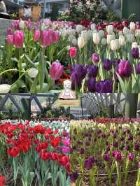 🌸 สวนดอกไม้เมืองหนาว ระยอง 🌸 เข้าชมฟรี! 