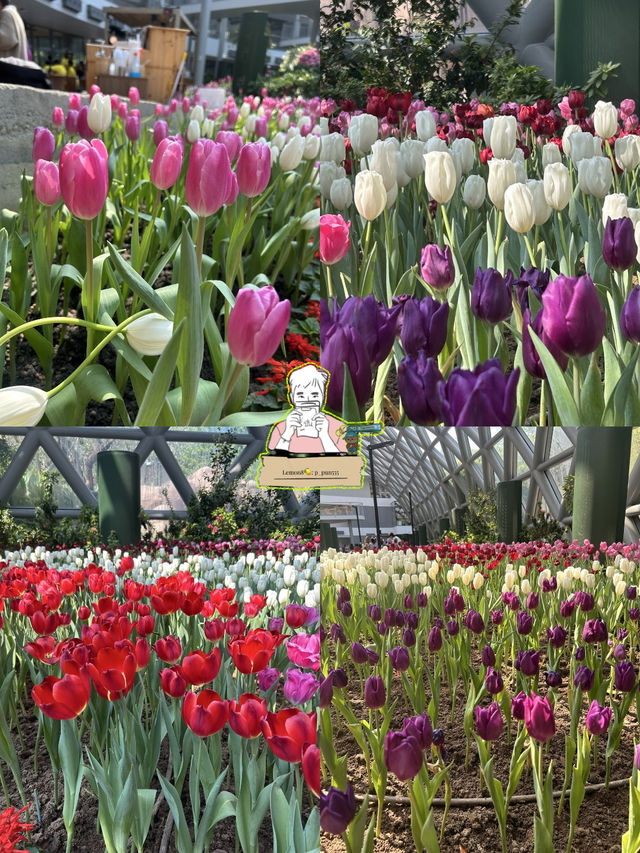 🌸 สวนดอกไม้เมืองหนาว ระยอง 🌸 เข้าชมฟรี! 
