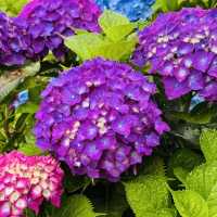 A Visit to Jeju Yujinfang Tropical Fruit Farm