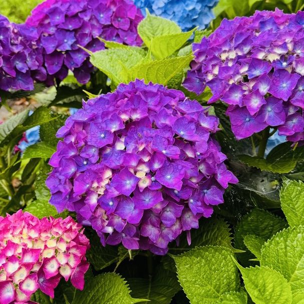 A Visit to Jeju Yujinfang Tropical Fruit Farm