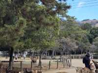 วัด TODAIJI