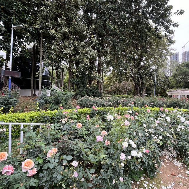 Shenzhen’s Hidden Gem: 人民公园 (People’s Park)