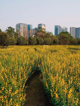 ทุ่งดอกปอเทือง 🌼 สวนรถไฟ กรุงเทพฯ 