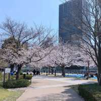 Cherry Blossoms Right in the Middle of Osaka